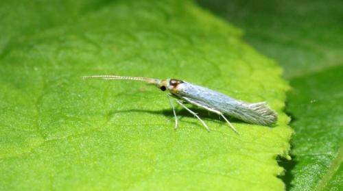 Coleophora albidella